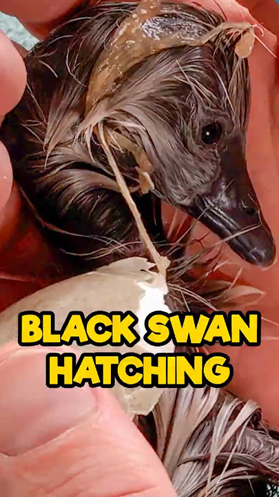 Black Swan Hatching