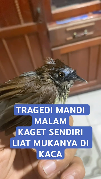 CIUNG AIR MASTERAN SUARA KASAR