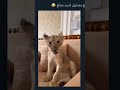 اغرب اسد ممكن تشوفه مضحك 