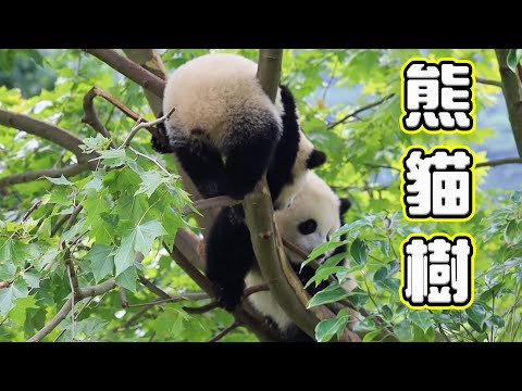 《熊貓早晚安》樹上長熊貓糰子了，還是兩顆！ | iPanda熊貓頻道