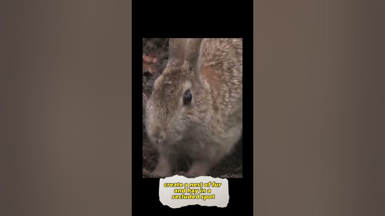 Rabbits having babies #rabbit #guinness #guinnessworldrecords #shorts