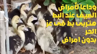 وداعا لأمراض الصيف عند البط  بمكون مجانى مش هنخاف من تربية البط فى الصيف