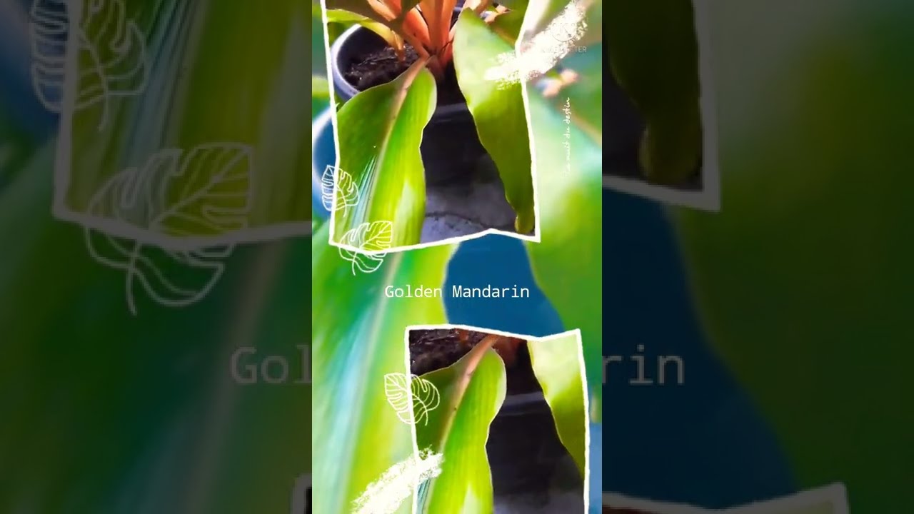 PALISOTA ORANGE (GOLDEN MANDARIN) 