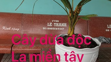 Cây dừa độc lạ, có một không hai, ở miền tây.