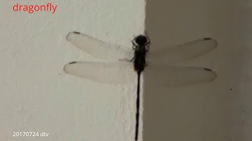 english vocabulary - dragonfly - con chuồn chuồn