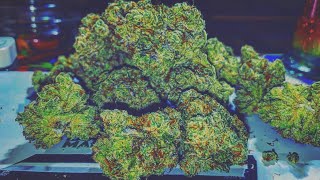 Banana Bread By Lonely Bones Strain Review
