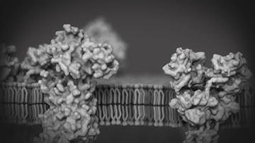 Basic Science Breakthroughs: Fragile X Syndrome - Trailer