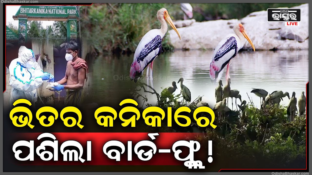ଭିତର କନିକାରେ ଡରିଲେ ସମସ୍ତେ, ସବୁ ପକ୍ଷୀକୁ ହୋଇଯିଡ ବାର୍ଡ-ଫ୍ଲୁ