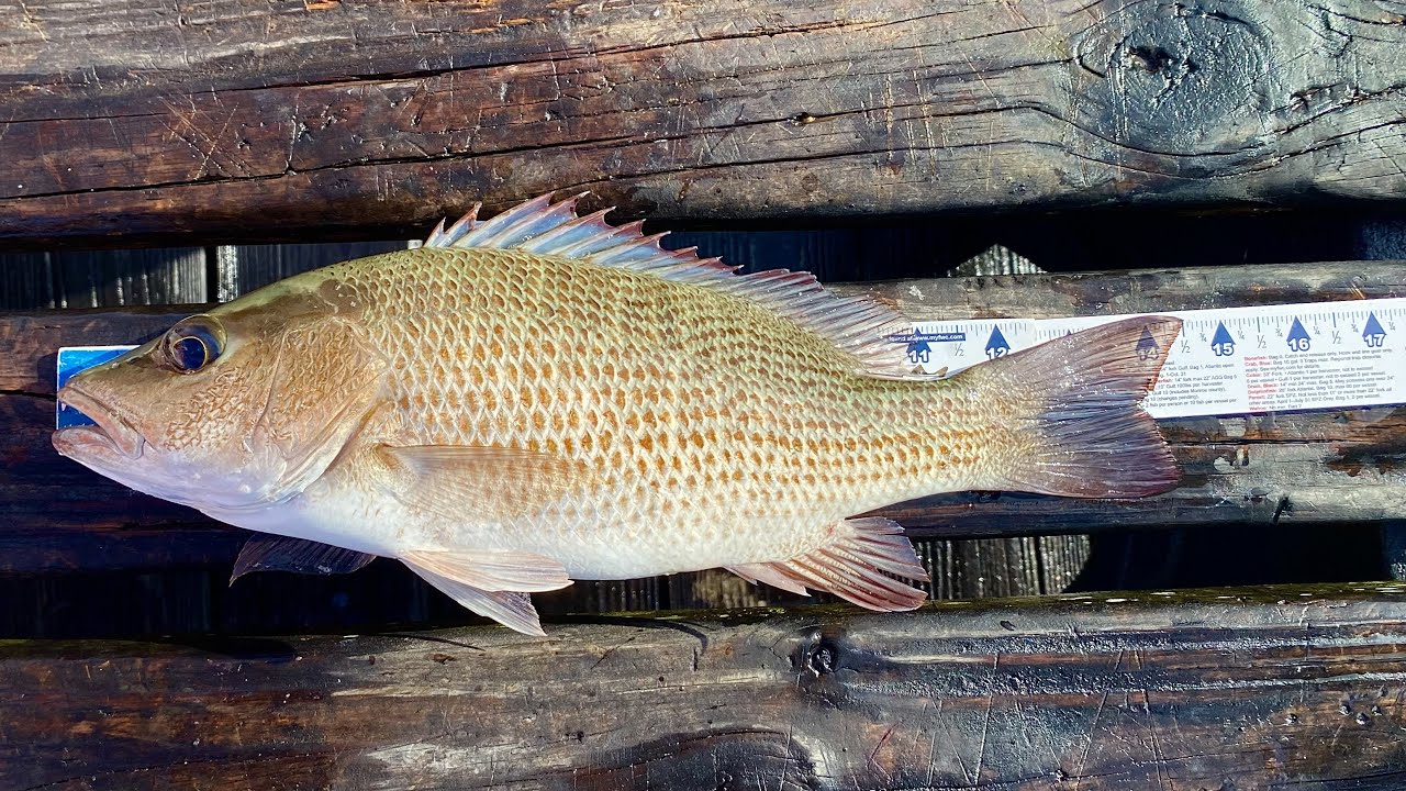 Mangrove Snapper Bridge Fishing - YouTube