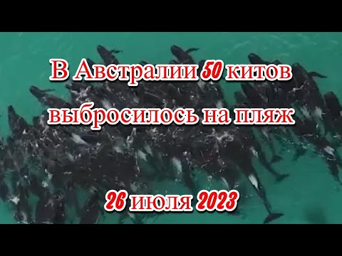 В Австралии погибли более 50 китов, выбросившихся на пляж