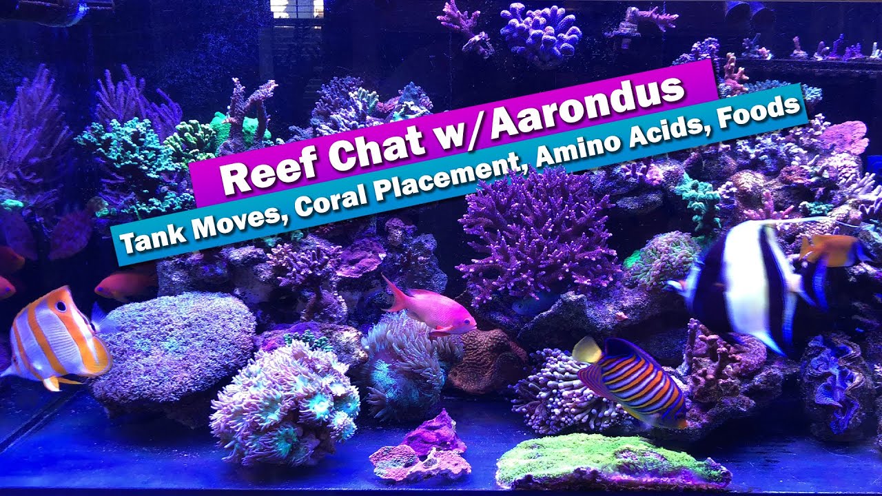 Saltwater Aquarium Reef Chat - Tank move, Coral placement, Amino Acids ...