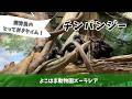 【よこはま動物園ズーラシア】チンパンジー🐵飼育員のとっておきタイム！
