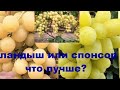 Ландыш или Спонсор: что лучше?