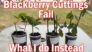 Blackberry Cuttings Fail and What I Do Instead
