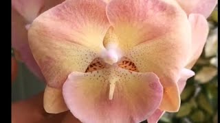 видео: Продолжение по сеянцам размытых 16.04.25г 🌿🌺🌸🌼#фласка  картинка: Продолжение по сеянцам размытых 16.04.25г 🌿🌺🌸🌼#фласка