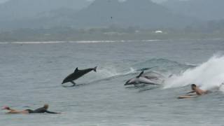 Dolphins and Surfers Sharing The Waves