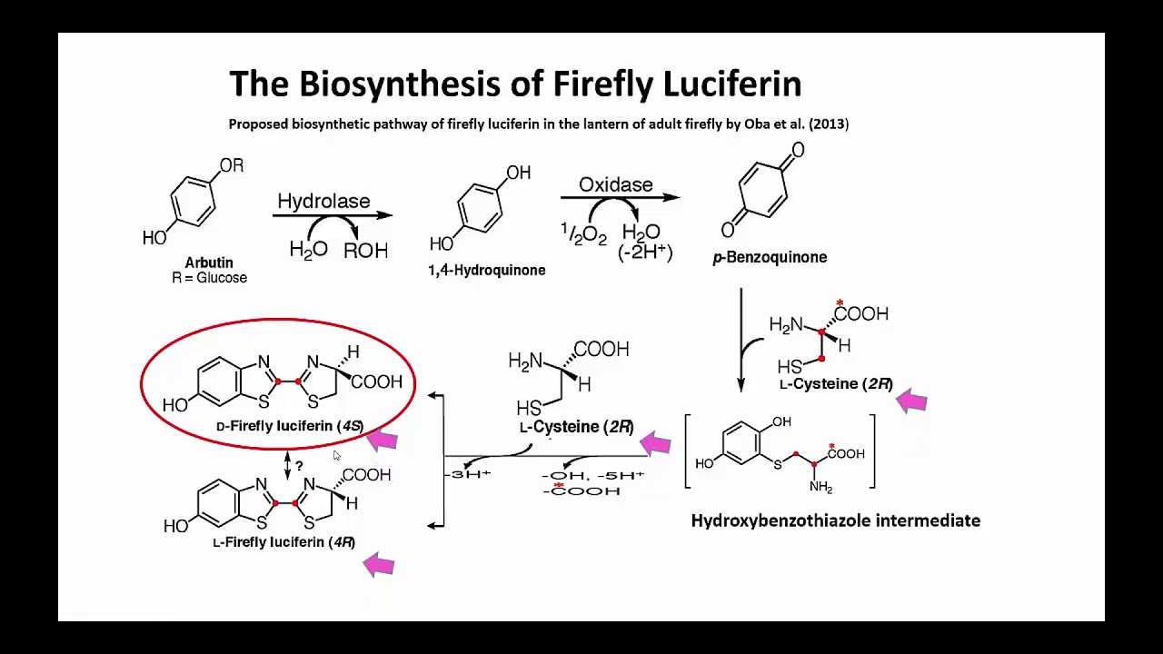 Fireflies And Firefly Bioluminescence