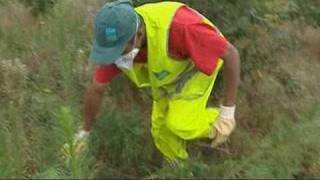 L'ambroisie, une plante sauvage qui nuit à l'agriculture