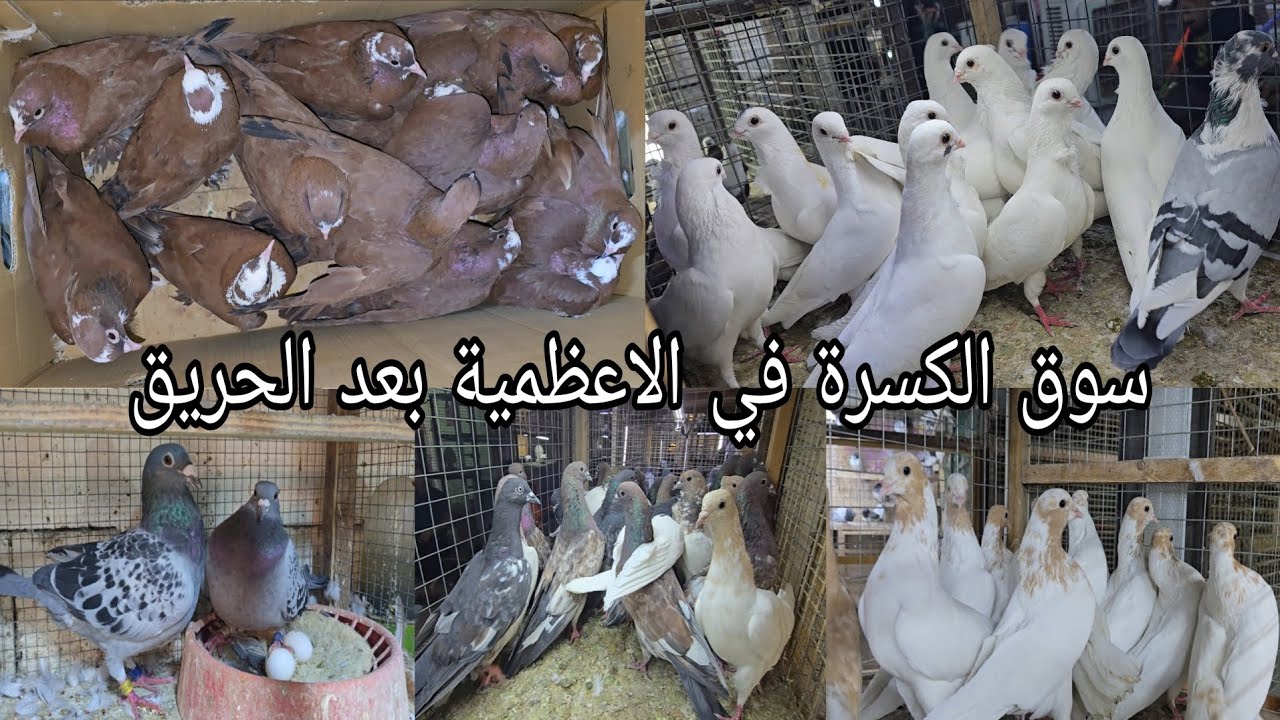 سوق الكسرة في بغداد منطقة الاعظمية انواع الحمام بعد الحريق  اليوم  الخميس2025/7/24