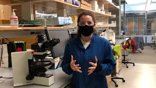 Look Into the Labs - Sandra Shefelbine Lab Part 2