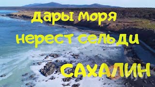 Дары моря. Нерест сельди, остров Сахалин.