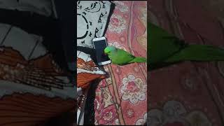 parrot ? talking | parrot ? eating viral shortsfeed youtubeshorts video shortsvideo viralvideo