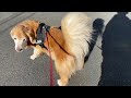 98日目 ハロはいつもしっぽをふりふりしてくれる