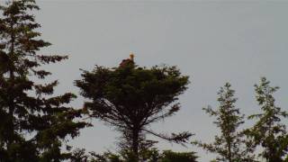 Eagles nest at Rustico Golf course