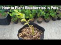 삽목한 블루베리 화분에 옮겨 심기❤ㅣHow to Plant Blueberries in Pots