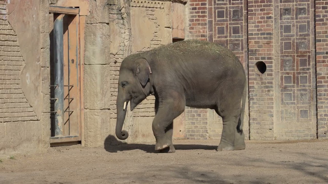 07.03.2026 Zoo Leipzig Asiatische Elefanten (No gimbal Use)