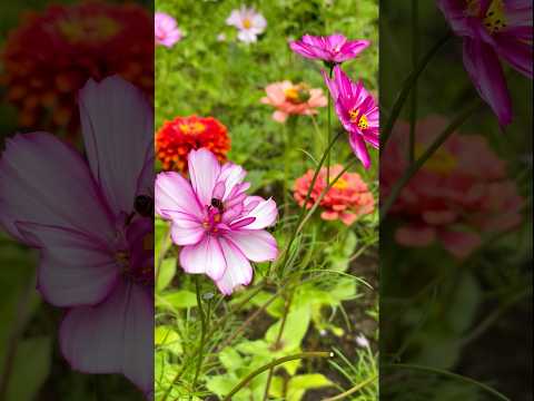 Blooming Beauty 🌸🌺🌼 #nature #calming #shorts #australia #flowers #shortvideo