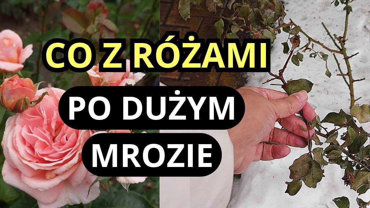 Эти розы полностью замерзли? - Мой сад в феврале, розы, вызывающие ностальгию.