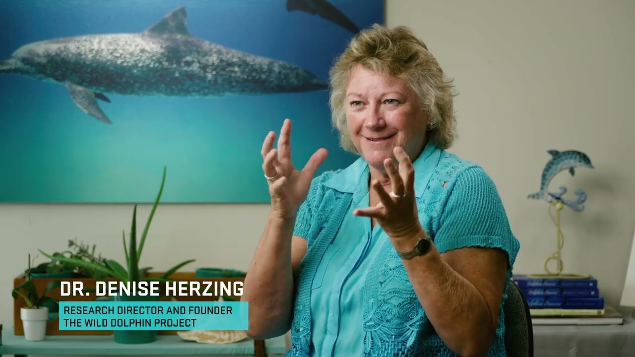 Searching for Language in Dolphins  Cracking the Code