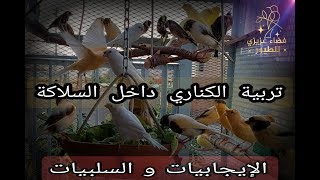 كيفية تربية الكناري داخل السلاكة (الإيجابيات و السلبيات )