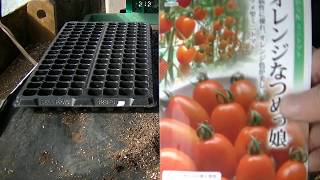 トマト種まき　　＃63