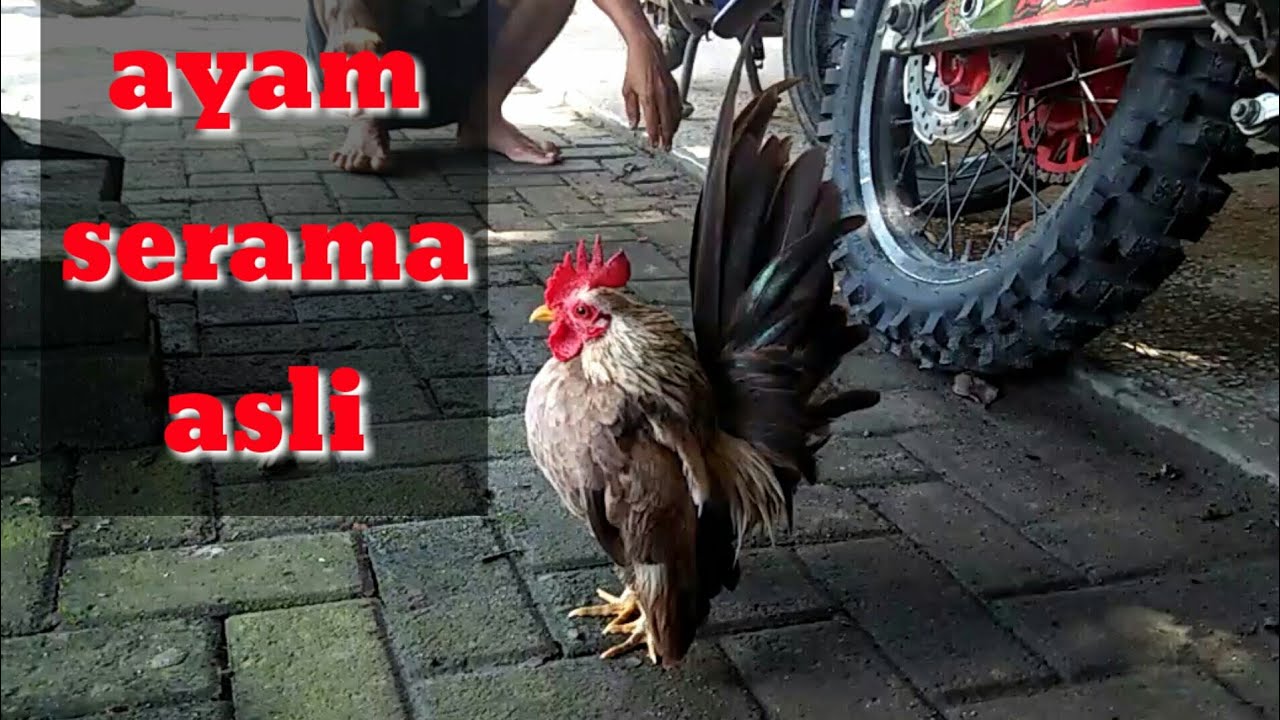 Ayam serama asli || suara kokokan sangat unik 