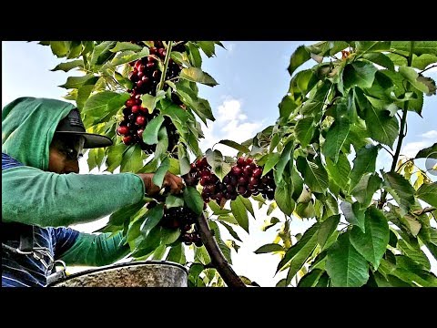 FAST CHERRY HARVEST, COSECHA DE CEREZAS, PIZCADOR  RAPIDO