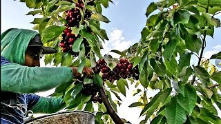 FAST CHERRY HARVEST, COSECHA DE CEREZAS, PIZCADOR  RAPIDO