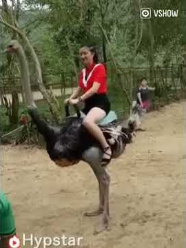 Wanita cantik naik Burung Onta #motivasi #mobilelegends #storywa