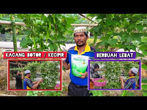 Video: Sokongan Tumbuhan Kacang Kacang: Petua Untuk Menanam Kacang Kacang Di Taman