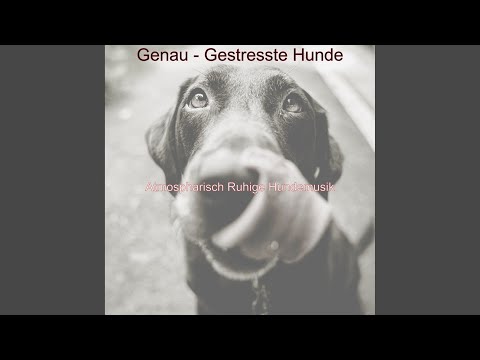 Video: Kan Hunde Spise Kanel?