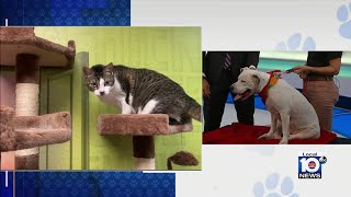 HSBC looking to find 'furever' homes for King, Snowflake