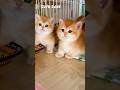 Cute Kittens ❤️ #shorts #kitten #cutedose