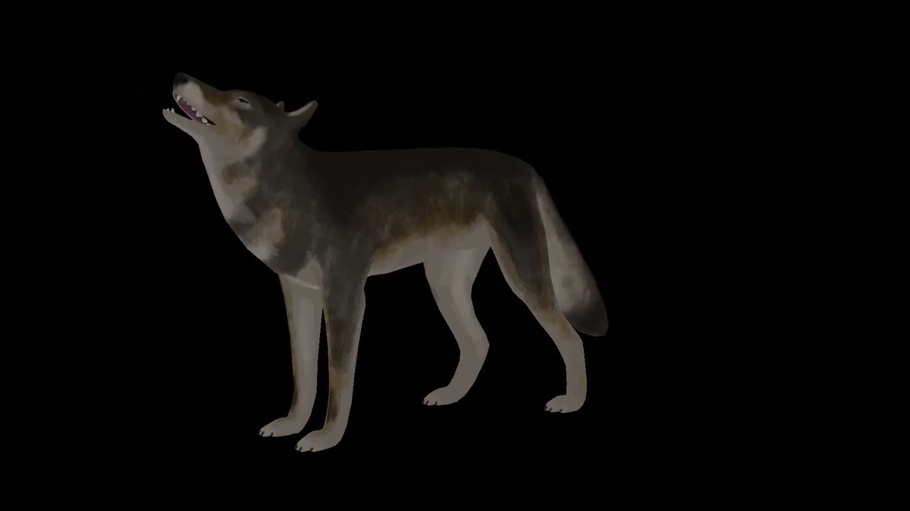 3D Wolf animated