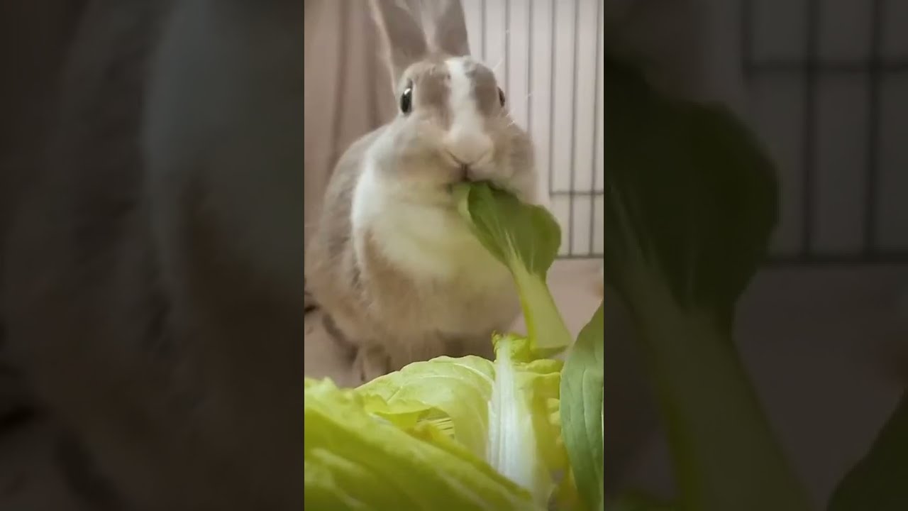 I love fresh vegetables