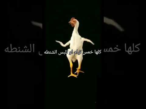 كلها 3تيام وتلبس الشنطة