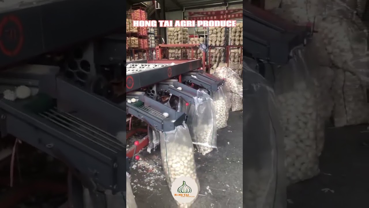 Garlic sorting and grading machine, can get perfect uniform size!!!