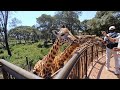 Giraffe in Nairobi Giraffe center