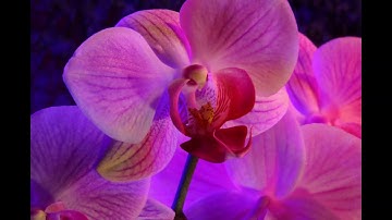 Orchidee   2020 1   MixAll   UHDTV IF