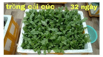 Hướng dẫn cách trồng rau cải cúc